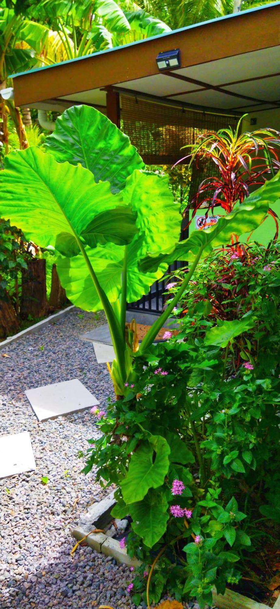 Dan Zoranz Self Catering Guest House La Digue Kültér fotó